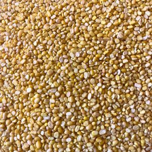 Lentejas Moong Dal Amarillas, Grado Común, Frescas y Partidas |   Frijol Mung en Granel 30 kg |   Marca Kyaari, Exportador de India, 12 Meses de Vida Útil, Normal - Product Image 2
