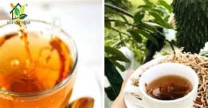 Feuilles de Graviola Séchées 100% Biologiques Pures pour Tisane et Complément Alimentaire - Product Image 6