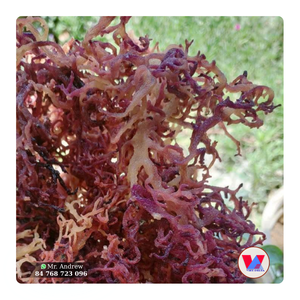 PRODUIT PHARE : Algues Marines Séchées Durables de Qualité Alimentaire, Kappaphycus Alvarezii Non Épineux, Source Brute pour Gel d'Agar - Product Image 1