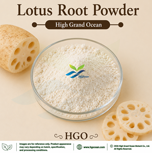 HGO Suministro Directo de Fábrica: Polvo de Raíz de Loto (Grado Alimenticio) - Polvo Vegetal Liofilizado o Secado por Pulverización - Product Image 1