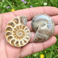 Ammonite Gemstone Loose Cabochon Natural Wholesale Mix Gems - Product Image 2