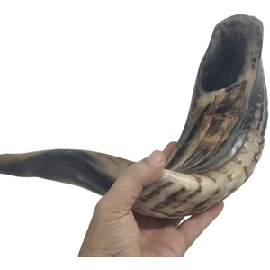 Auténtico Cuerno Shofar de Carnero, Precio Accesible, Hecho a Mano, Cuerno Religioso para Ceremonias y Oraciones - Product Image 1