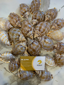 Handmade Seashell Craft Material Abalone Conch Shell Decoration Vietnam Factory Wholesale <b>Cheap</b> Price Articulate Harp Shells - Product Image 2