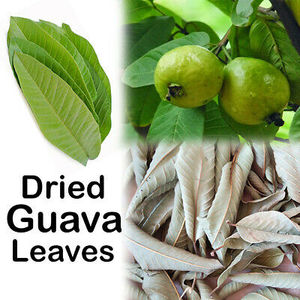 ใบฝรั่งแห้งในเวียดนาม: คุณภาพสูงและราคาไม่แพง - Product Image 2