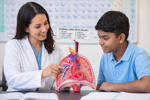 Modelo Anatómico de Pulmón y Corazón Humano de Metal, para Enseñanza Médica, Sistema Respiratorio, Biología Educativa, Entrenamiento de Laboratorio - Product Image 2