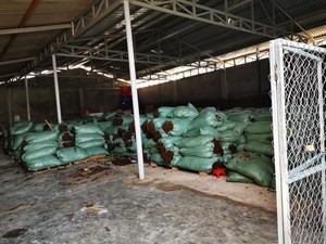 Sargassum Seco, Alga Marina Sazonada, Orgánica, Hojas Grandes Secas de Vietnam - Bolsa de 25 kg, Mejor Precio / Sra. Lima - Product Image 2