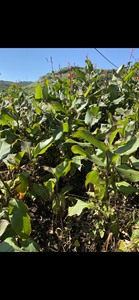 Poudre d'amidon d'arrowroot biologique de pureté supérieure, traitée proprement et de qualité stable pour l'industrie alimentaire - Product Image 5