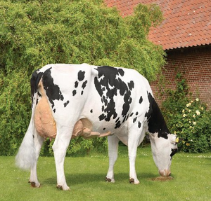 Vache laitière Holstein de qualité supérieure pour la vente en gros et l'élevage laitier commercial - Product Image 2