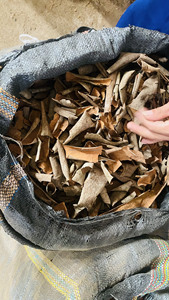 Meilleure vente CASSIA CANNELLE CASSÉE TYPE d'épices de haute qualité pas cher prix 2 ans de durée de conservation origine Vietnam MITvn marque - Product Image 3