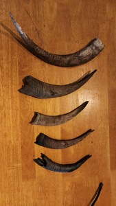 Cuerno de Cabra Pulido con Acabado Natural, Ecológico, Rústico, Nuevo, de Alta Calidad para Decoración y Manualidades - Product Image 5