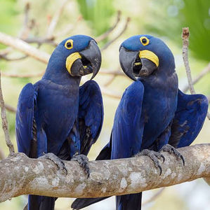 Hyacinth Macaw Live Birds for Breeding <b>Aviaries</b> Ornamental Bird Keeping Wholesale Supplier NMF (PVT) LTD South Africa Company - Product Image 3
