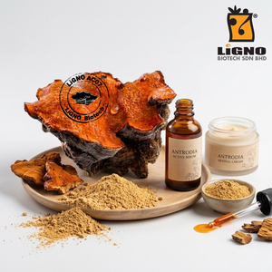 LiGNO AC07-Ex Extracto Líquido de Antrodia Camphorata Grado Alimenticio Suplemento Oral Ingrediente Activo Extracto Completo de Planta - Product Image 1