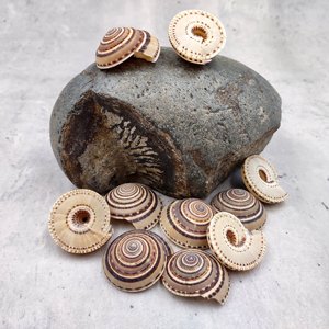 เปลือกหอยขายส่ง นาฬิกาแดดเปลือกหอย ราคาถูก เปลือกหอยชายหาด งานฝีมือและศิลปะจากทะเล ขายส่ง - Product Image 3