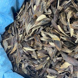 Coquilles d'opercule de Murex séchées de qualité supérieure pour brûlage parfumé et applications rituelles – Collectées soigneusement, en vrac, prêtes à l'emploi 2026 - Product Image 2
