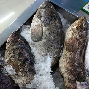 Poisson Grouper Brun Biologique Sans Nicotine IQF Congelé 10 CM 10kg Tacheté Haute Qualité Sous Vide Riche en Vitamines - Product Image 3