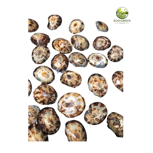 Pares de Conchas de Limpet Reales, Ecológicas, Pulimentadas, de Forma Ovalada, Tema de Hadas, Venta al por Mayor para Prendas de Moda - Product Image 5