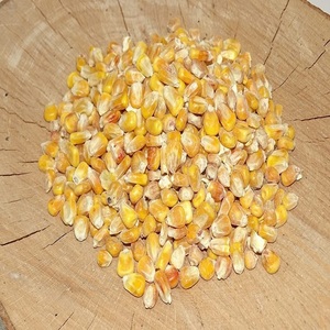 Maíz Amarillo Fresco No Glutinoso, Sin OMG, de Primera Calidad, para Consumo Humano y Animal, 50 kg, Grado Superior para Alimentación y Uso Alimentario - Product Image 4