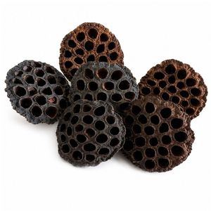 AQUA VRIKSHA Capsules de lotus naturelles de qualité supérieure pour aquarium, bassin à poissons Betta, bassin à crevettes et aquascaping |   9-11 cm | Lot de 10 - Product Image 4