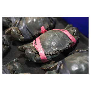 Bangladesh Fresh Live Mud <b>Crab</b> Export Quality Fresh <b>Crab</b> Wholesale Seafood LiveMart Bulk Fish Supply Global Market <b>Crabs</b> - Product Image 5