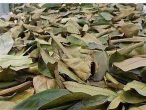 Té de Hoja de Guanábana Pura en Polvo Liofilizado Natural, 24 Meses de Vida Útil, Marca EXPAD, Almacenamiento en Seco y Fresco - Product Image 3