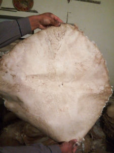 Peau de tambour en cuir de buffle de qualité supérieure, peau d'animal de haute qualité pour tambour, peau de veau naturelle en gros pour Bodhran - Product Image 5
