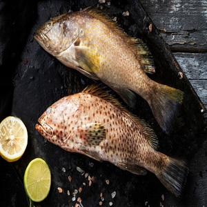 Poisson Grouper Brun Biologique Sans Nicotine IQF Congelé 10 CM 10kg Tacheté Haute Qualité Sous Vide Riche en Vitamines - Product Image 2