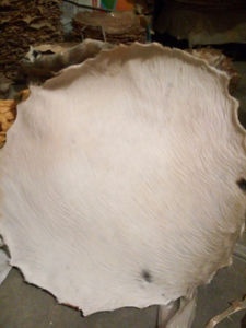 Peaux de tambour de différentes tailles pour tambour de taille et autres peaux de tambour en cuir de vache naturel - Product Image 3