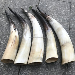 Grande paire de cornes de boeuf africain naturelles pour la décoration intérieure et les accessoires Corne à boire Viking Corne de vache africaine à vendre par FWE - Product Image 2