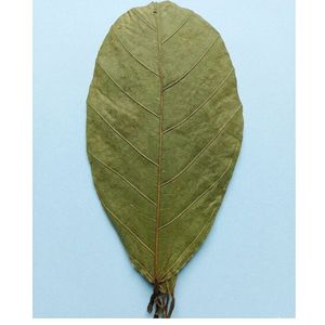 Feuilles de cacao écologiques YAMUNA 19-25 cm (7-9 pouces) pour aquarium, paquet de 100 feuilles - Product Image 1