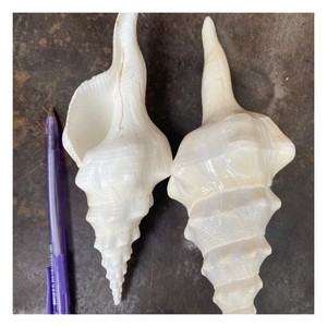 เปลือกหอยสังข์และเปลือกหอยทากคุณภาพสูงสำหรับงานฝีมือ ตกแต่งภายใน และงานออกแบบสร้างสรรค์ - Product Image 4