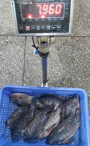 Pescado Congelado Entero Premium de 1 kg, Alta Calidad, Alto Valor Nutricional, 100% Natural, Envasado al Vacío VN-OEM - Product Image 5