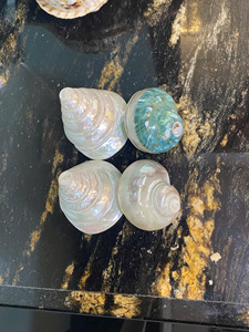 ACCENTS DÉCORATIFS POLIS SEASHELL POUR ACCESSOIRES DE MODE ET CADEAUX FAITS MAIN SOURCÉS DU VIETNAM - Product Image 6