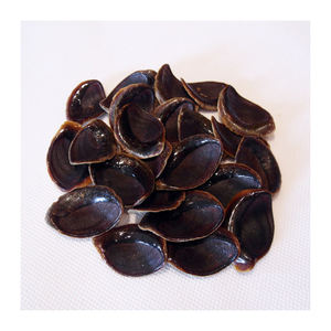 Proveedores mayoristas de operculos de conchas marinas para hoteles, complejos turísticos y tiendas de souvenirs - Product Image 6