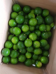 Limón Verde Fresco Sin Semillas, Cítrico Natural, Producto Premium de Exportación de Vietnam para Suministro Global - Product Image 1