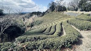 Té Matcha Japonés Uji 100% Puro, Grado Ceremonial, Té Saludable en Bolsas, Nuevo Té Wakokoro - Product Image 4