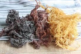 สาหร่ายทะเลพรีเมียม 100% จากธรรมชาติ สาหร่ายไอริชสีเหลือง ใช้ทำเจลสาหร่ายทะเล / จอห์น - Product Image 2