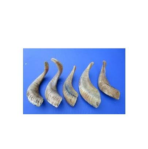 Pares de Cuernos de Oveja Decorativos para el Hogar, Cuerno de Cabra de Alta Calidad, Fabricante Indio, Cuerno de Oveja 100% Natural, Altamente Pulido - Product Image 4