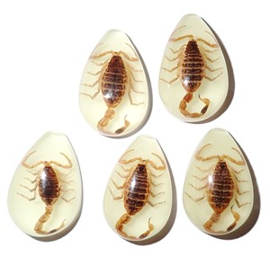 Golden Scorpion Real Specimen Plastic Cabochon Pear Shape Cut <b>Top</b> 33x22 mm Glow Flat Bottom for Crafts and Jewelry Making - Product Image 4