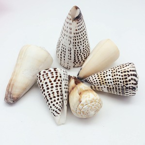 Natural Cone <b>Shells</b> Seaside Collectible Sea <b>Shell</b> Real Seashell Decor Collections Harvested From Pacific Ocean - Product Image 2