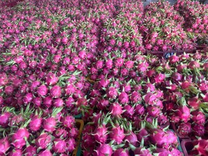 เวียดนามเติบโตมังกรผลไม้สีเขียวผิวสีขาวเนื้ออุดมไปด้วยสารอาหารและรสชาติที่บรรจุสดใหม่สำหรับการจัดส่งระหว่างประเทศ - Product Image 3