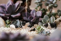 [2,9] Branta Canadensis Mini decoración de jardín terrario accesorios figuritas de resina en miniatura