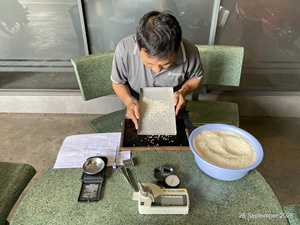 Riz japonica à grains courts / riz à sushi du Vietnam - Sacs PP de 25 kg pour la vente en gros et la distribution - MOQ 1x20ft Nouvelle récolte 2026 (Joice) - Product Image 5
