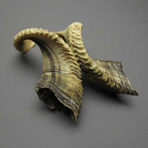 Shofar en corne de bœuf, matériau naturel, fait main, écologique, poli, design moderne, objet de collection, décoration de luxe pour la maison - Product Image 2