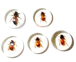Cabujón de Plástico con Espécimen Real de Abeja, Redondo, 25x25 mm, Base Plana Transparente, para Manualidades y Joyería - Product Image 1