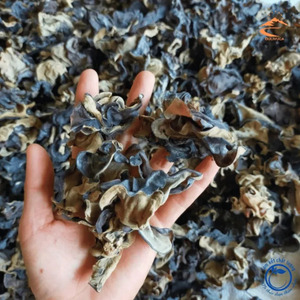 Hongos Negros Secos Enteros Crudos Cultivados de Color Natural // Ms. Reina// 2026 - Product Image 2