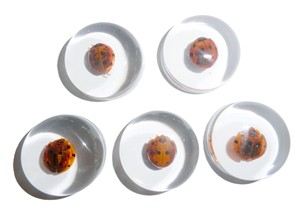 Cabochon en plastique rond de 25x25 mm avec spécimen réel de coccinelle, fond plat transparent, pour artisanat et fabrication de bijoux - Product Image 6