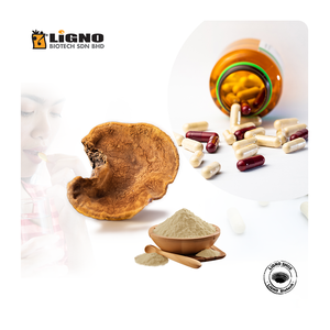 Poudre de Sang Huang (Phellinus Linteus) – Complément Anti-inflammatoire pour le Bien-être, Certifié GMP, Aliment Fonctionnel, Fabrication OEM Malaisie - Product Image 1