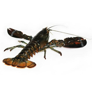 กุ้งแช่แข็งกั้งหางกุ้งแช่แข็ง - Product Image 3