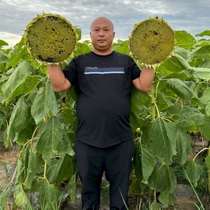 Graines <span class=keywords><strong>de</strong></span> <span class=keywords><strong>tournesol</strong></span> séchées rayées brutes dans leur coque, non-OGM, 25 kg, pour le jardinage et la préparation <span class=keywords><strong>de</strong></span> collations ou <span class=keywords><strong>de</strong></span> pâtisseries - Product Image 2
