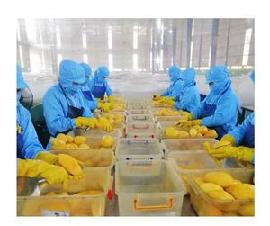 Export <b>Quality</b> Mango Pieces Dried Vietnam - Natural Fruit Snack For Wholesale Market - Product Image 4